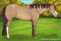 Horse Color:Amber Champagne 