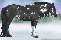 Horse Color:White Spotted Black Rabicano 