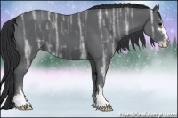 Horse Color:Black Ice Sabino 