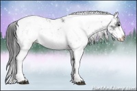 Horse Color:Black Ice Sabino
