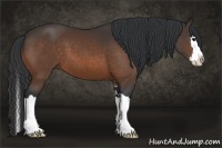 Horse Color:Bay Sabino Splash 