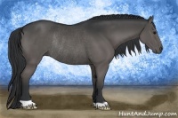 Horse Color:Black Rabicano 