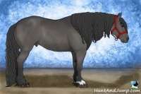Horse Color:Black Rabicano
