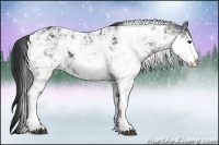 Horse Color:Black Sabino 