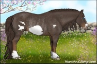 Horse Color:Liver Chestnut Frame Rabicano