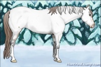 Horse Color:White Spotted Buckskin Appaloosa 