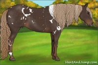 Horse Color:White Spotted Liver Chestnut 