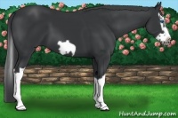 Horse Color:Black Splash Frame 