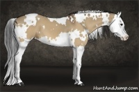 Horse Color:White Spotted Bay Dun Splash 