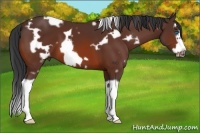 Horse Color:White Spotted Bay Splash Frame