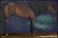 Horse Color:Bay Sabino 