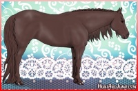 Horse Color:Chocolate Black