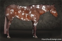 Horse Color:White Spotted Chocolate Bay 