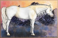 Horse Color:White Spotted Gold Cream Champagne 