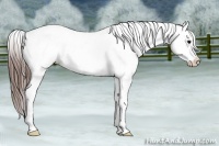 Horse Color:Black Near Leopard 