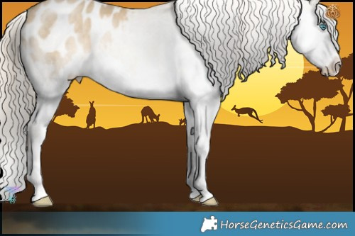 Horse Color:Chocolate Palomino Dun Splash Appaloosa Rabicano 