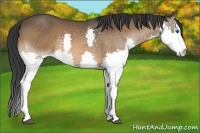 Horse Color:Bay Splash 