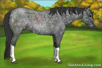 Horse Color:Blue Ice Roan 