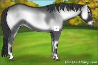 Horse Color:Blue Onyx Chinchilla Rabicano 