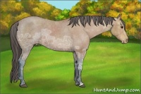Horse Color:Bay Ice Appaloosa Rabicano 