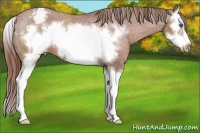 Horse Color:Chestnut Sabino Splash Frame Snowcap 