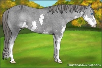 Horse Color:Black Splash Appaloosa 