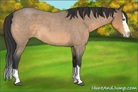 Horse Color:Buckskin Roan Splash 