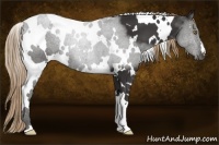 Horse Color:White Spotted Liver Chestnut 