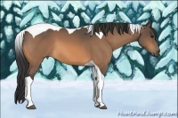 Horse Color:Buckskin Tobiano
