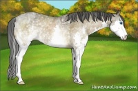 Horse Color:White Spotted Buckskin Splash 