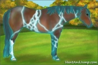Horse Color:Thunderstruck Bay 