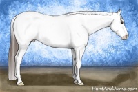 Horse Color:Liver Chestnut Appaloosa 