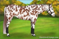 Horse Color:Chocolate Brown Appaloosa  and Chocolate Brown Appaloosa 