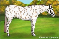 Horse Color:Chocolate Brown Dun Near Leopard  Brindle