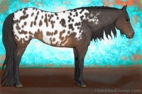 Horse Color:Brown Appaloosa 