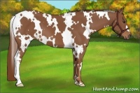 Horse Color:White Spotted Chestnut 