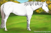 Horse Color:Grullo Tobiano Blanket
