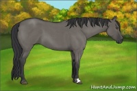 Horse Color:Grullo Roan 