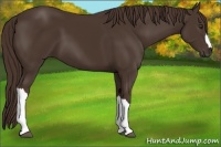 Horse Color:Liver Chestnut 