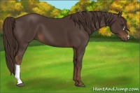 Horse Color:Liver Chestnut 