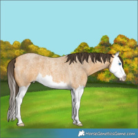 Horse Color:Buckskin Roan Splash 