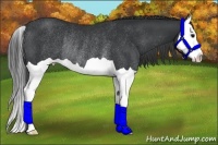 Horse Color:Black Splash Rabicano 