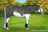 Horse Color:Blue Roan Splash Rabicano 