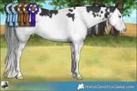 Horse Color:White Spotted Black Splash