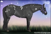 Horse Color:White Spotted Blue Roan 