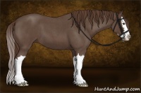 Horse Color:Liver Red Roan Splash