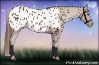 Horse Color:Chestnut Sabino Appaloosa