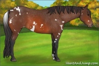 Horse Color:White Spotted Bay Appaloosa