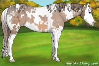 Horse Color:White Spotted Buckskin Splash Appaloosa 