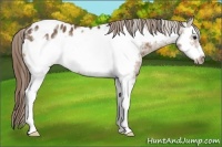 Horse Color:White Spotted Buckskin Frame Appaloosa 